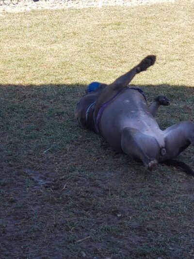 Hancock County Dog Park - New Cumberland, WV