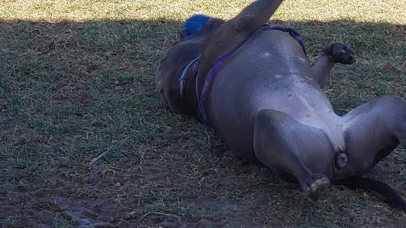 Hancock County Dog Park - New Cumberland, WV