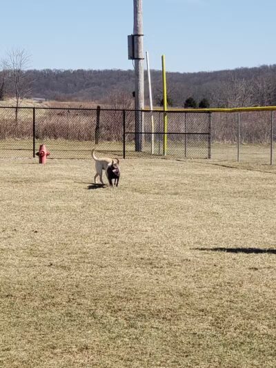 Hancock County Dog Park - New Cumberland, WV