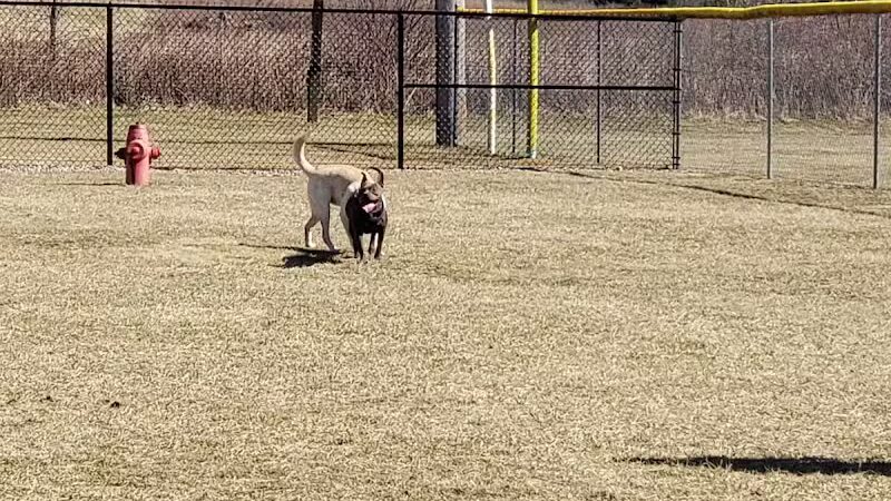 Hancock County Dog Park - New Cumberland, WV