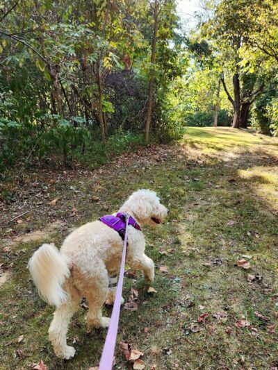 Harmonie State Park Campground - New Harmony, IN