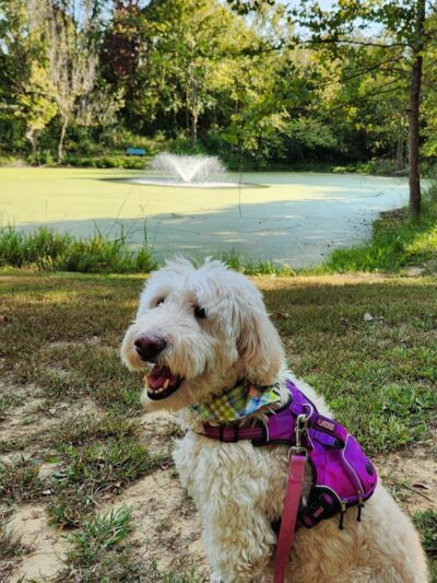 Harmonie State Park Campground - New Harmony, IN