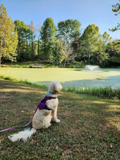 Harmonie State Park Campground - New Harmony, IN