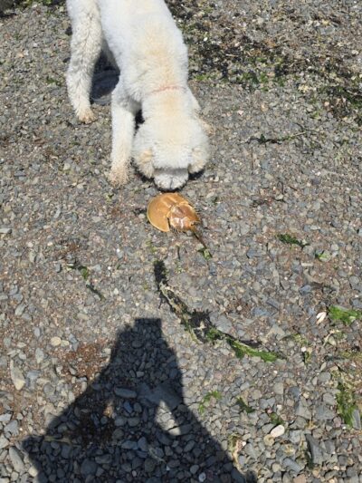 Fort Hale Dog Park - New Haven, CT