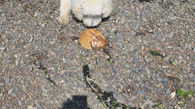 Fort Hale Dog Park - New Haven, CT