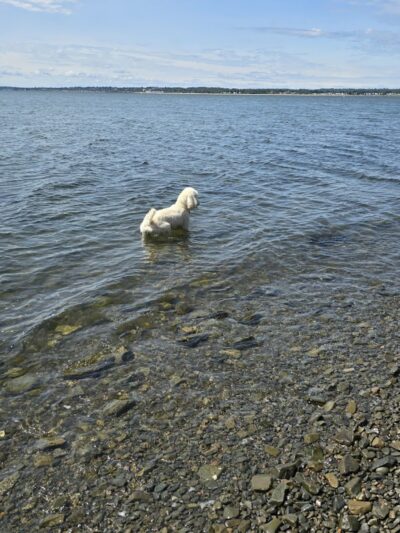 Fort Hale Dog Park - New Haven, CT