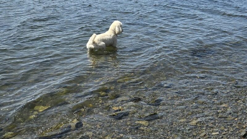 Fort Hale Dog Park - New Haven, CT
