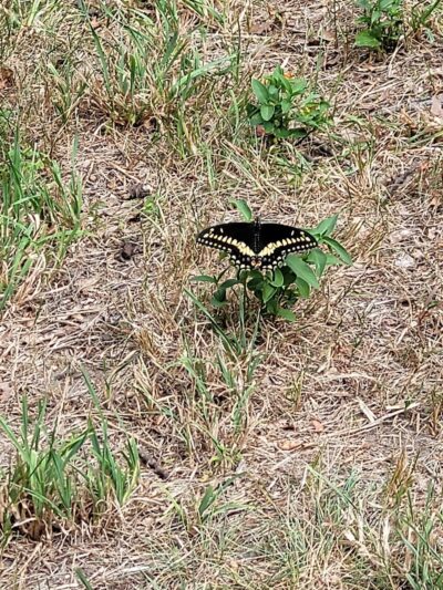 Fort Hale Dog Park - New Haven, CT