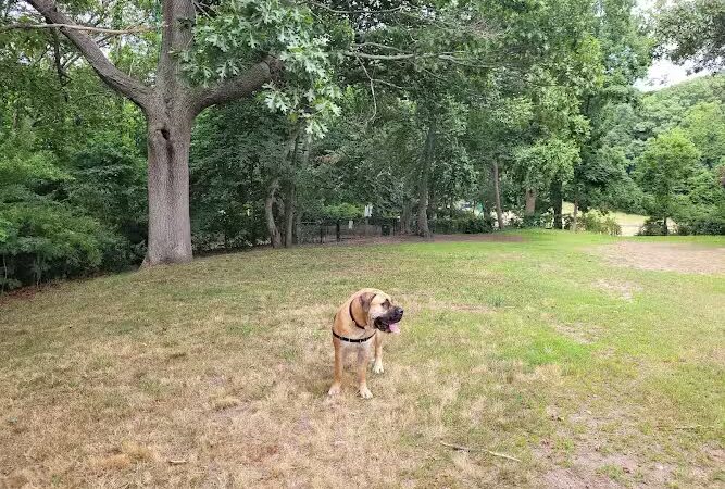 Fort Hale Dog Park - New Haven, CT
