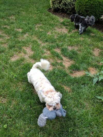 New Hyde Park Memorial Park - New Hyde Park, NY