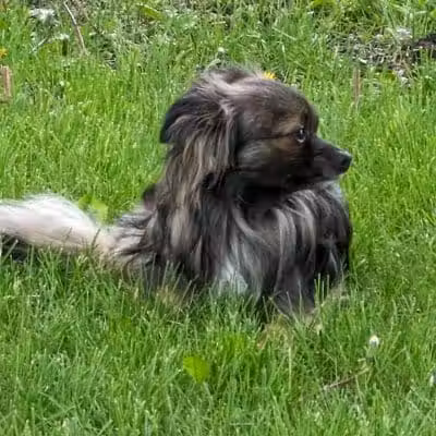 NL Jaycees Dog Park - New London, WI