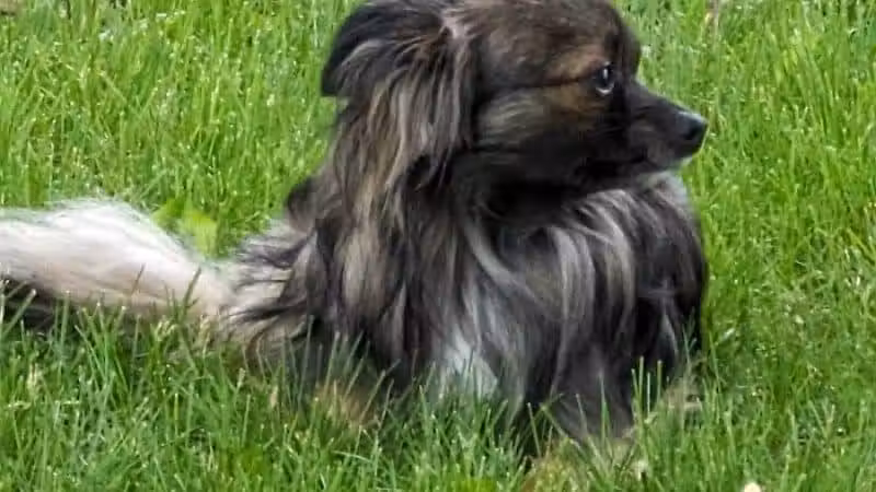 NL Jaycees Dog Park - New London, WI