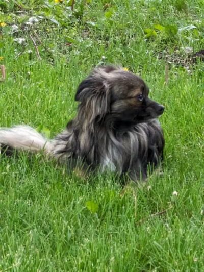 NL Jaycees Dog Park - New London, WI