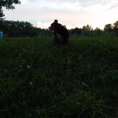 NL Jaycees Dog Park - New London, WI