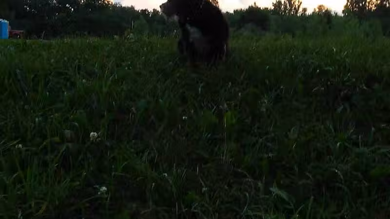 NL Jaycees Dog Park - New London, WI