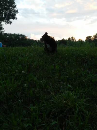 NL Jaycees Dog Park - New London, WI