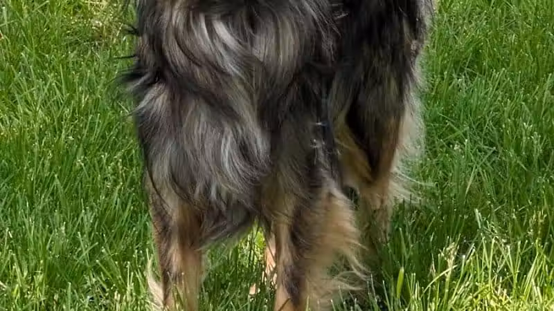 NL Jaycees Dog Park - New London, WI