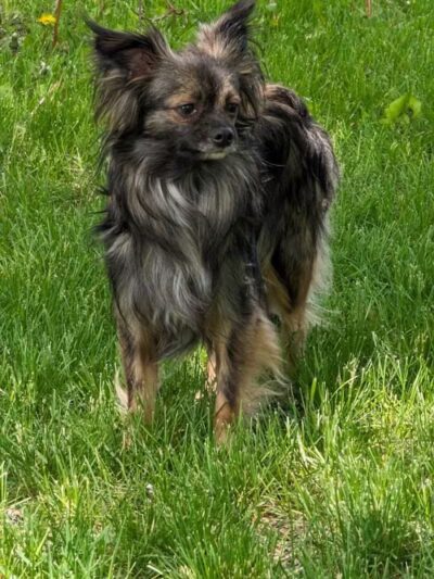 NL Jaycees Dog Park - New London, WI