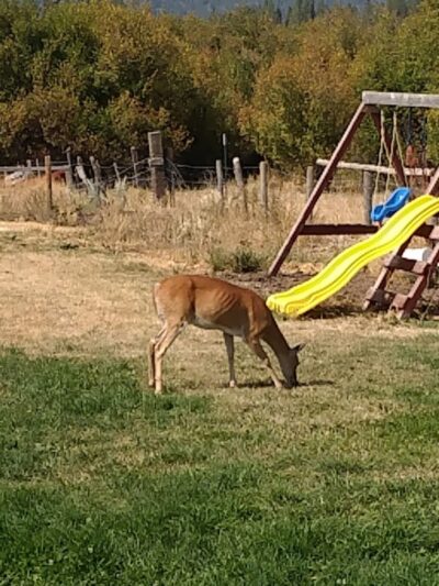Meadows Valley Motel