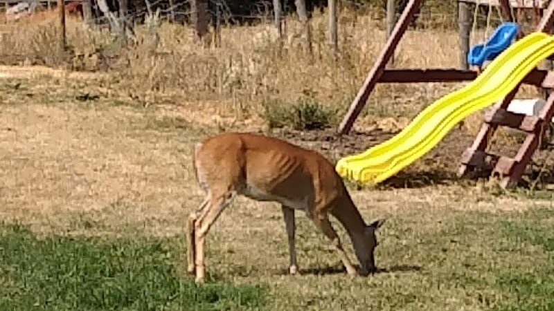 Meadows Valley Motel