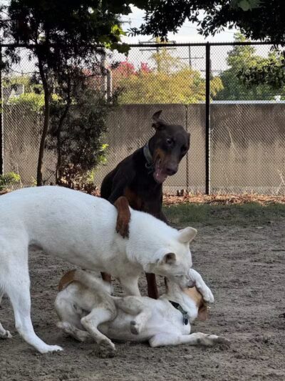Crescent Bark - New Orleans, LA