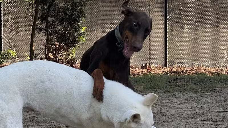 Crescent Bark - New Orleans, LA