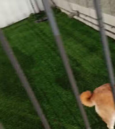 Dog Relief Area - New Orleans, LA