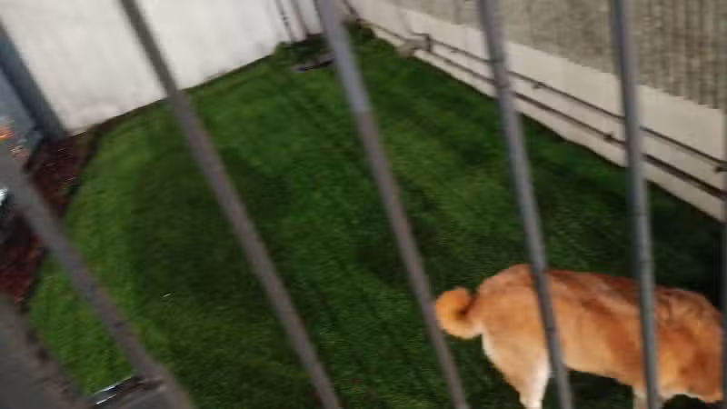 Dog Relief Area - New Orleans, LA