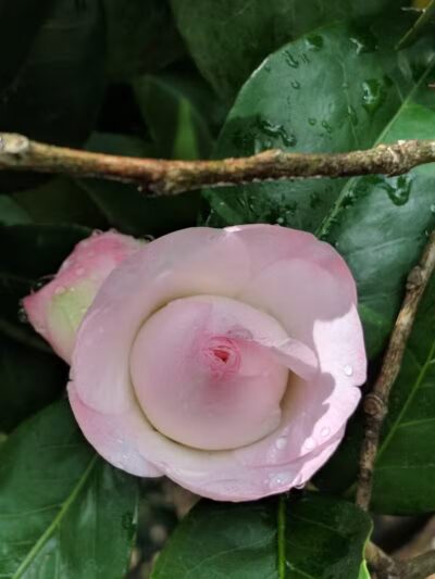 McDonough Zachery Park - New Orleans, LA