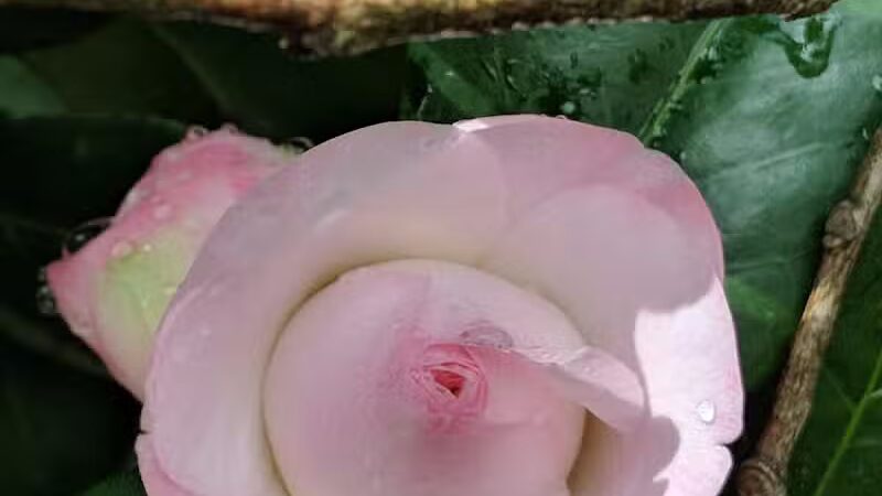 McDonough Zachery Park - New Orleans, LA