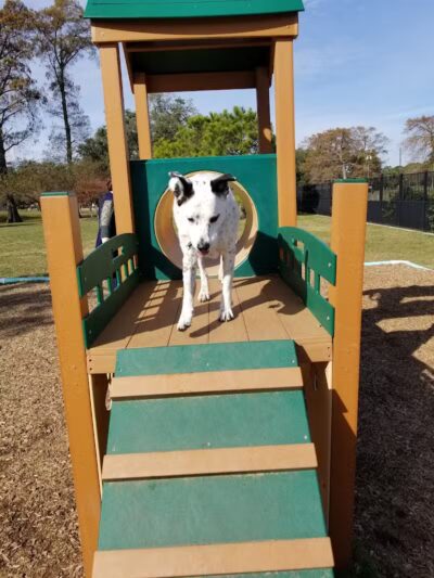 NOLA City Bark - New Orleans, LA