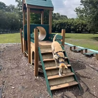 NOLA City Bark - New Orleans, LA
