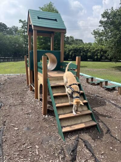 NOLA City Bark - New Orleans, LA