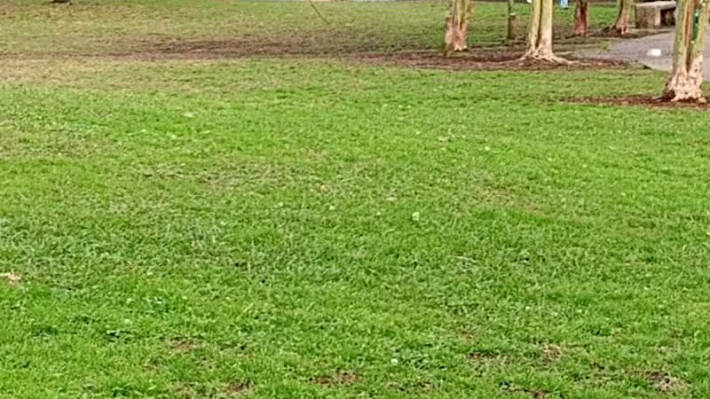 NOLA City Bark - New Orleans, LA