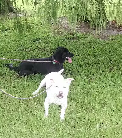 NOLA City Bark - New Orleans, LA