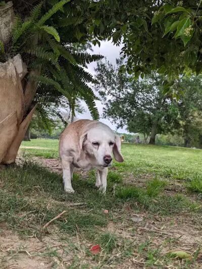 NOLA City Bark - New Orleans, LA