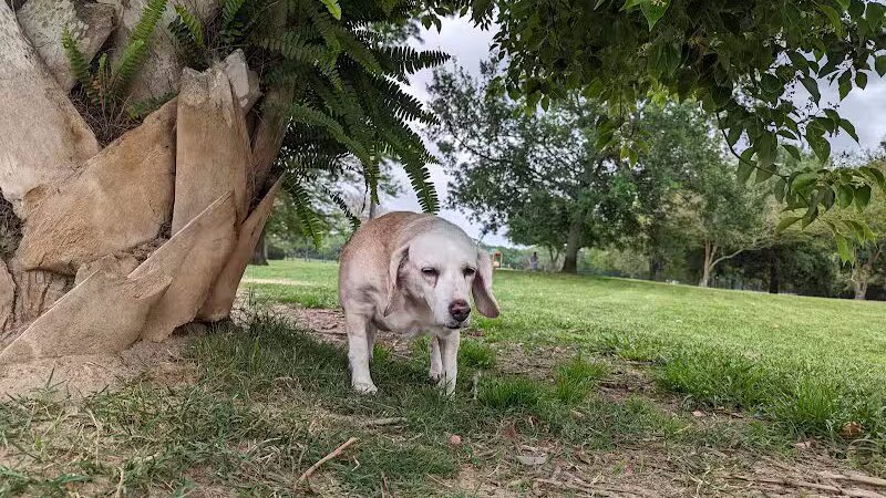 NOLA City Bark - New Orleans, LA