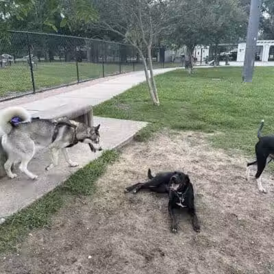 NOLA City Bark - New Orleans, LA