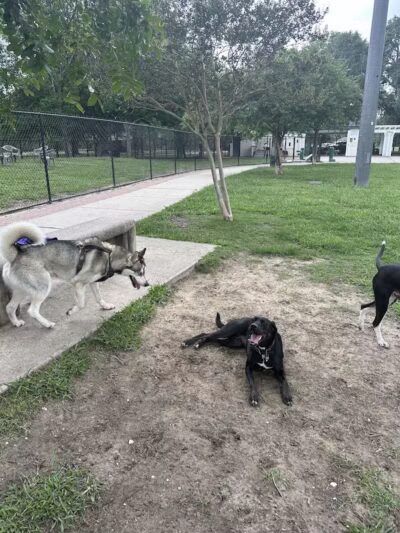 NOLA City Bark - New Orleans, LA