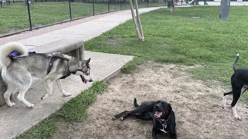 NOLA City Bark - New Orleans, LA