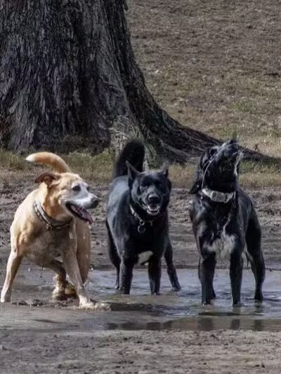 NOLA City Bark - New Orleans, LA