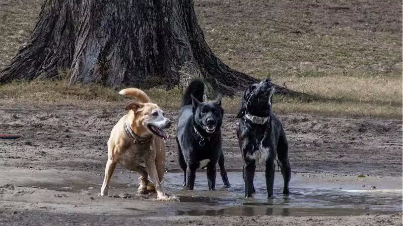 NOLA City Bark - New Orleans, LA