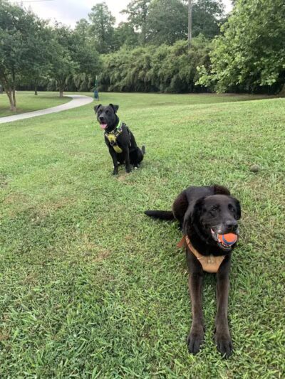 NOLA City Bark - New Orleans, LA