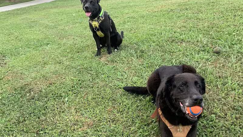 NOLA City Bark - New Orleans, LA