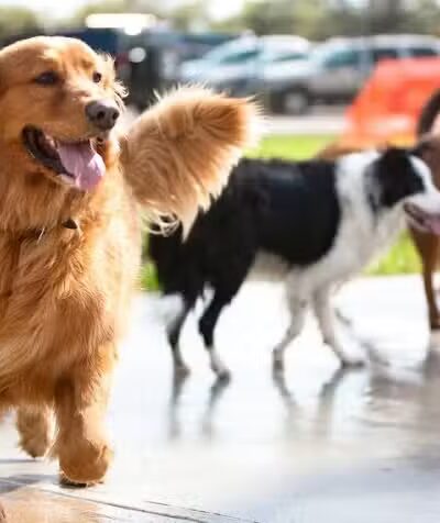 NOLA City Bark - New Orleans, LA