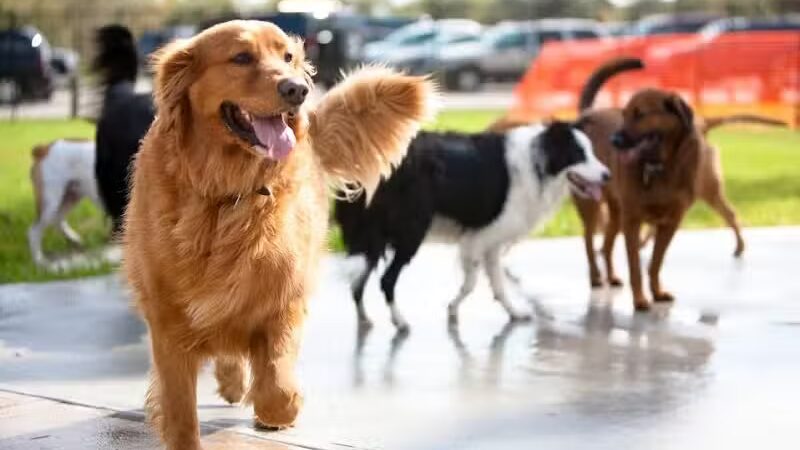 NOLA City Bark - New Orleans, LA