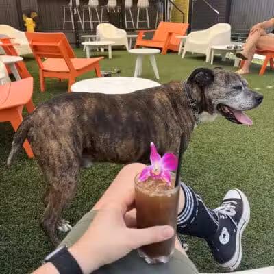 The Dog House - New Orleans, LA