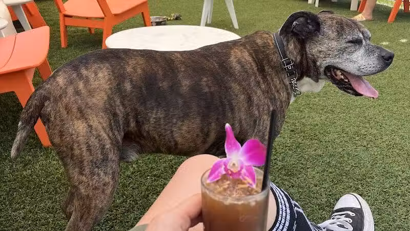 The Dog House - New Orleans, LA