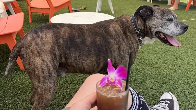 The Dog House - New Orleans, LA