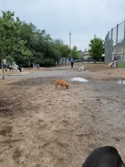 Wisner Dog Park - New Orleans, LA